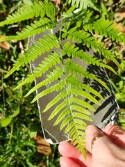 Pteridium aquilinum pseudocaudatum