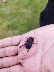 Apterodorcus bacchus