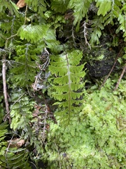 Hymenophyllum pectinatum