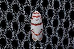 Cyana perornata