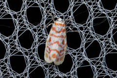 Nephelomilta klapperichi