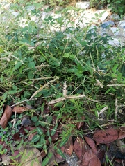 Dactyloctenium aegyptium