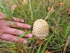 Amanita echinocephala