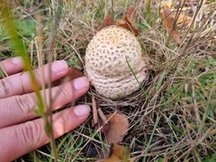 Amanita echinocephala