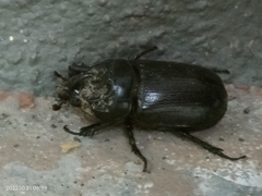 Oryctes rhinoceros