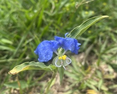 Commelina erecta