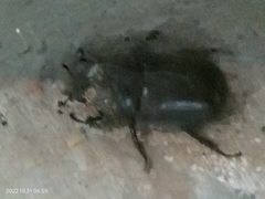 Oryctes rhinoceros