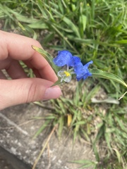 Commelina erecta