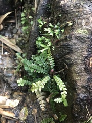 Blechnum corralense
