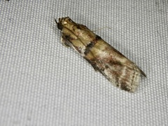 Conobathra tricolorella