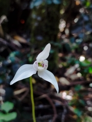 Codonorchis lessonii
