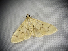 Patania chlorophanta
