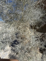 Psorothamnus spinosus