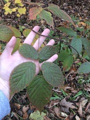 Rubus canadensis