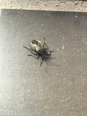 Pachylis laticornis