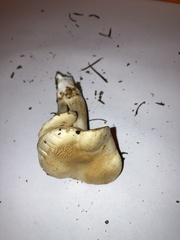 Tricholoma