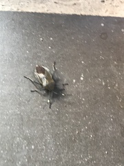 Pachylis laticornis