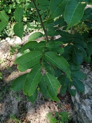 Bursera