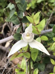 Codonorchis lessonii