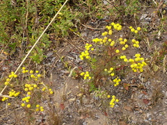 Oncosiphon pilulifer