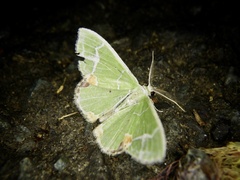 Comibaena nigromacularia
