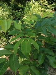 Bursera