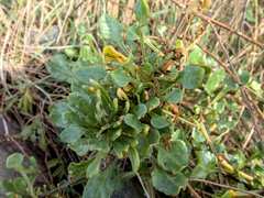 Beta vulgaris