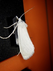 Scirpophaga excerptalis