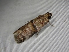 Conobathra tricolorella