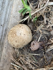 Scleroderma citrinum