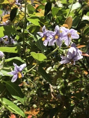 Solanum crispum