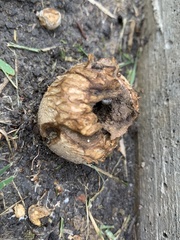 Scleroderma citrinum