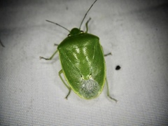 Glaucias subpunctatus