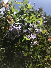 Solanum crispum