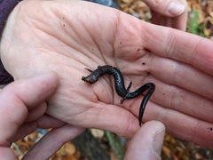 Plethodon richmondi