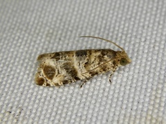 Lobesia aeolopa