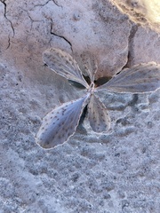 Psorothamnus spinosus