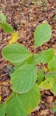 Dirca palustris
