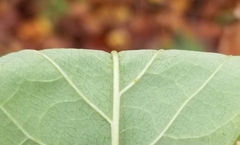 Dirca palustris