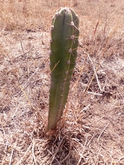 Cereus jamacaru