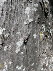 Xanthocnemis zealandica