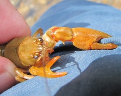 Cambarus longirostris