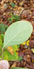 Dirca palustris