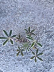 Lupinus arizonicus