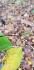 Dirca palustris
