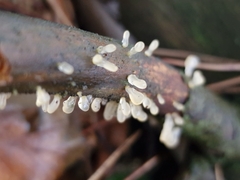 Calocera pallidospathulata