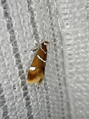 Promalactis albipunctata