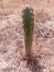 Cereus jamacaru