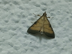 Cnaphalocrocis