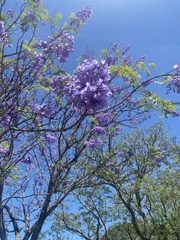 Jacaranda mimosifolia